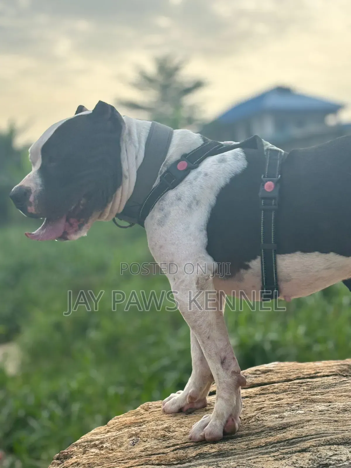 American Bully Available for Stud Services