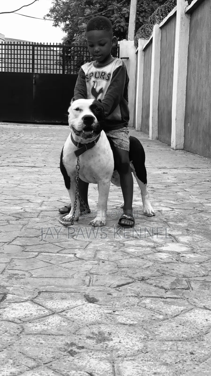 American Bully Available for Stud Services