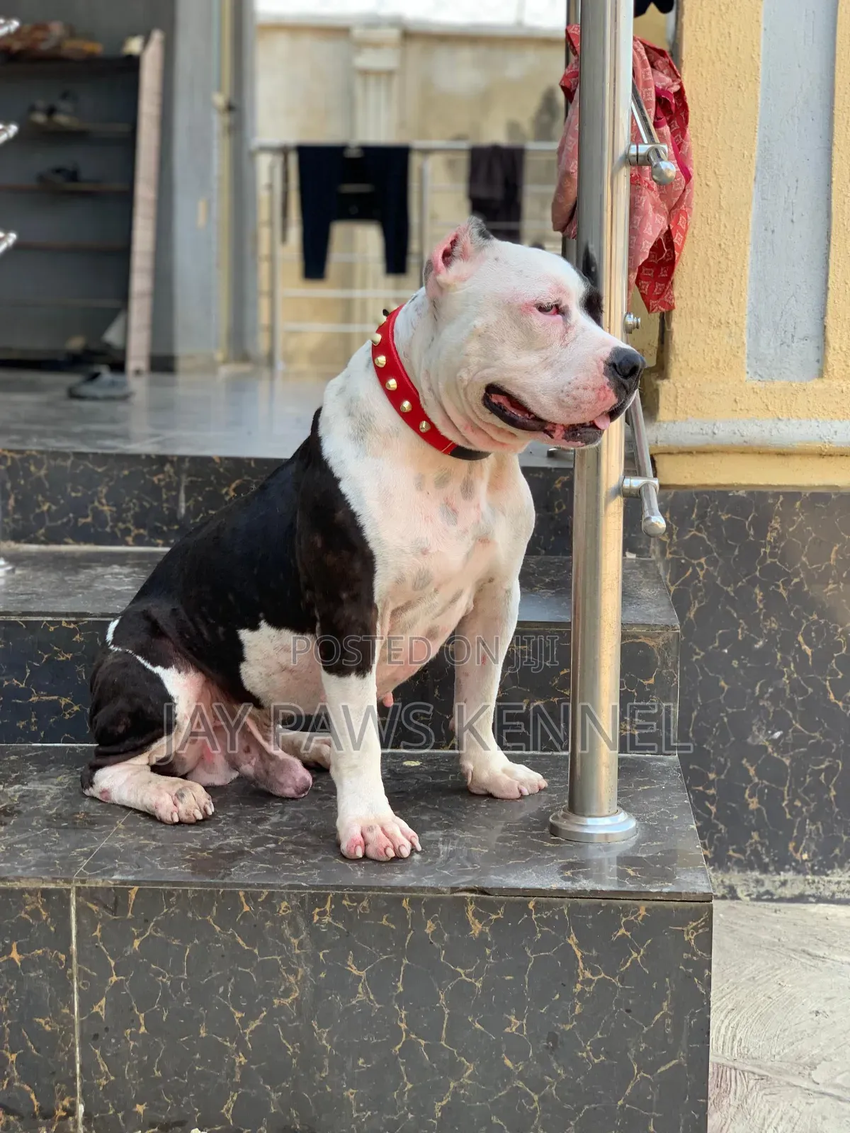American Bully Available for Stud Services