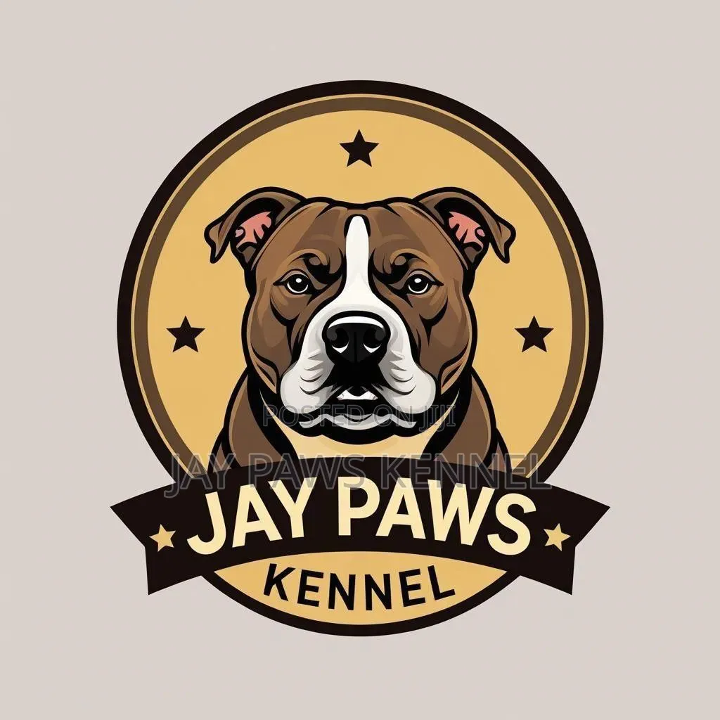 American Bully Available for Stud Services