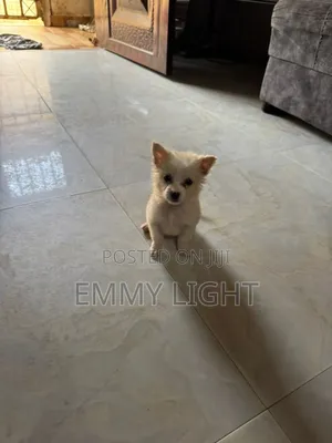 0-1 month Male Purebred American Eskimo