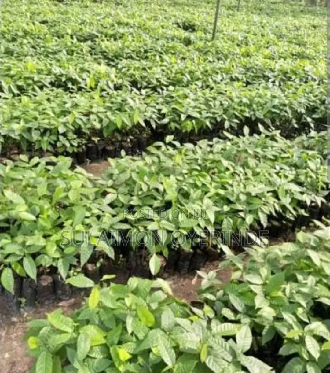 Cocoa Seedling