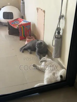 1+ year Female Purebred British Shorthair