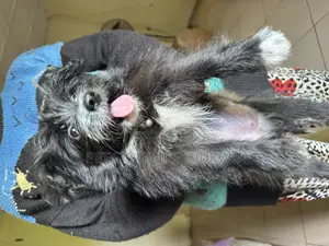 1-3 months Female Purebred Lhasa Apso