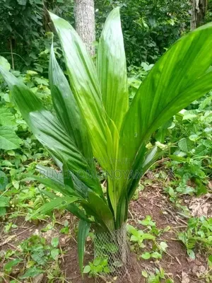 Malaysia Supergene Available for Sale