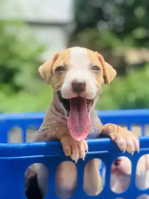 1-3 months Female Purebred American Pit Bull Terrier