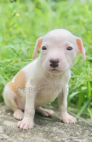 1-3 months Male Purebred American Pit Bull Terrier