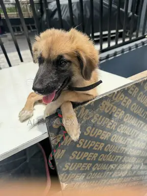 0-1 month Female Mixed Breed German Shepherd
