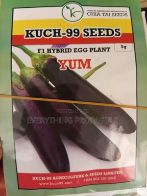 Kuch-99 Yum F1 Hybrid Eggplant Seeds