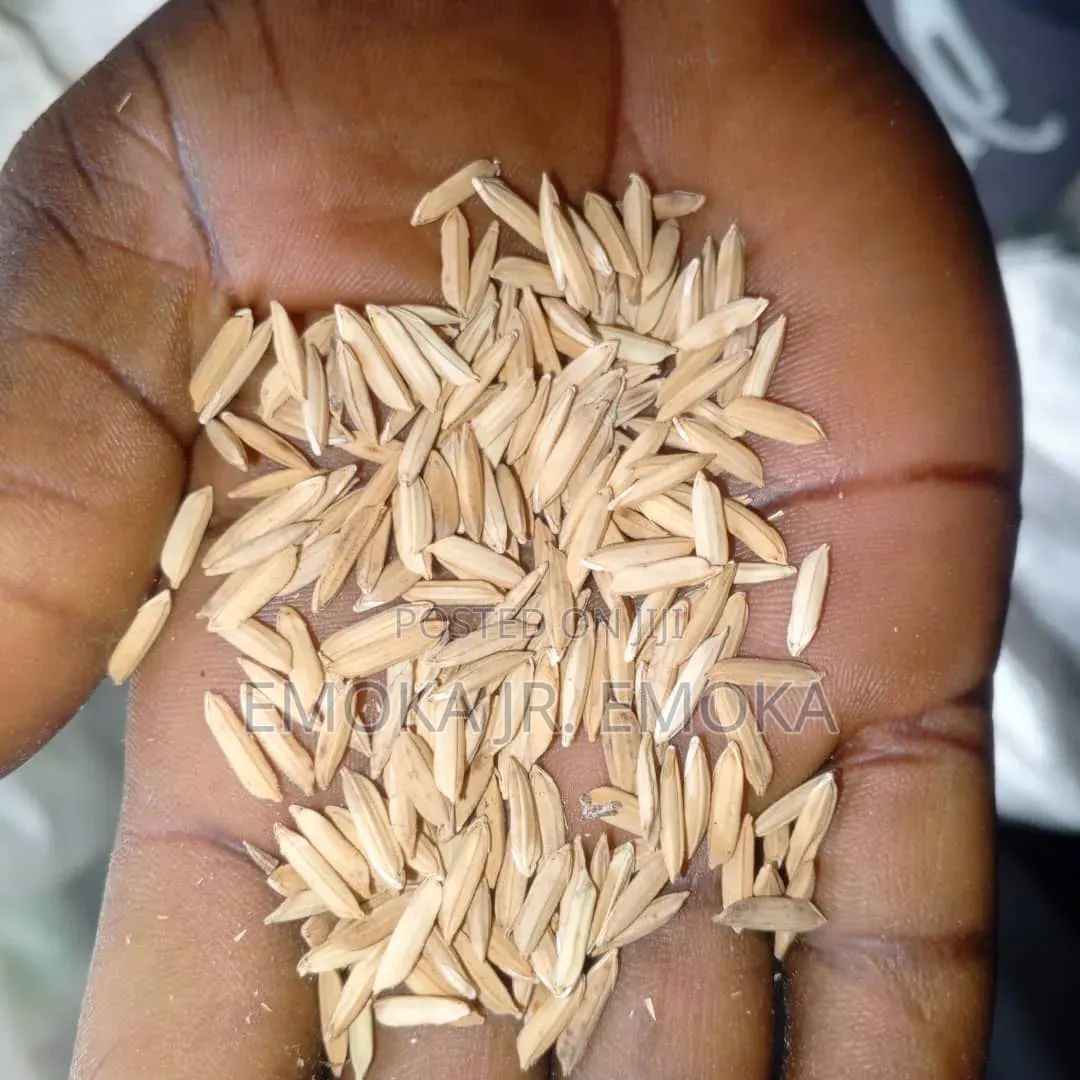 Rice Paddy ( Jamila)