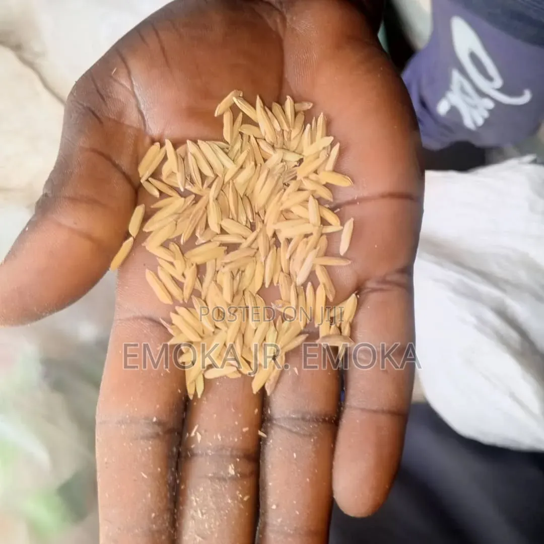 Rice Paddy ( Jamila)