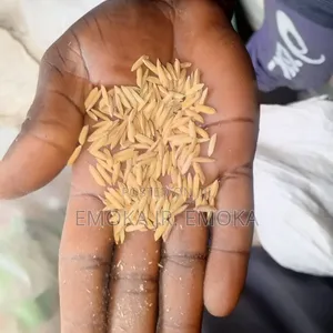 Rice Paddy ( Jamila)