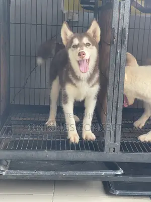 1-3 months Male Purebred Siberian Husky