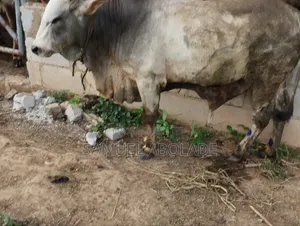 Big Bulls From a Ranch