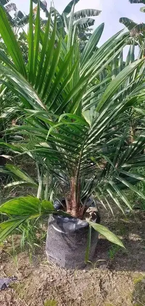 Palm Seedling