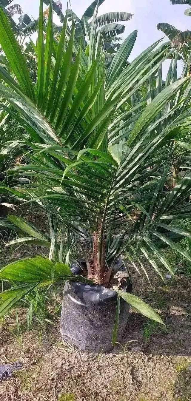 Palm Seedling