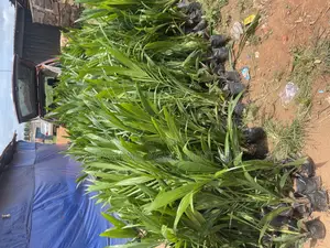 Palm Seedling