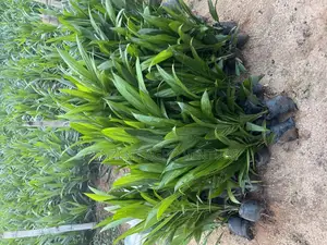 Palm Seedling