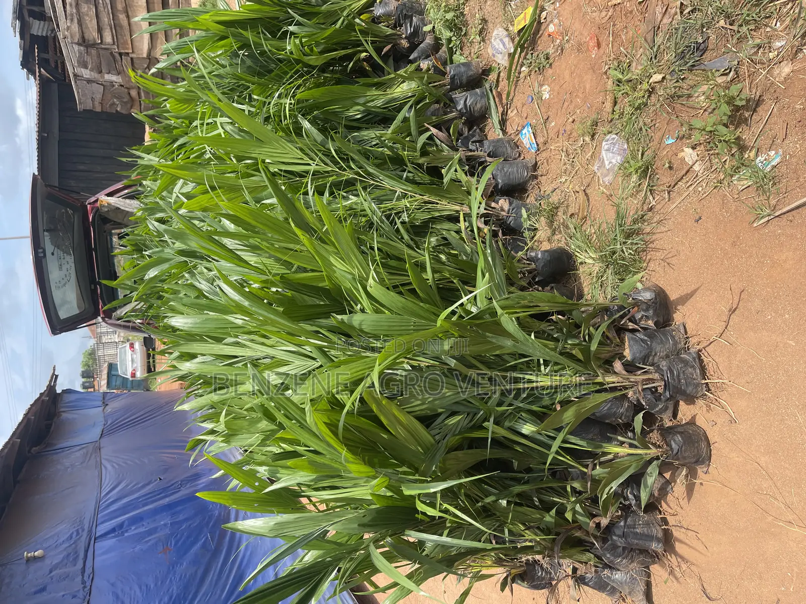 Palm Seedling