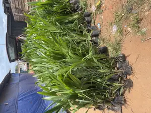Palm Seedling
