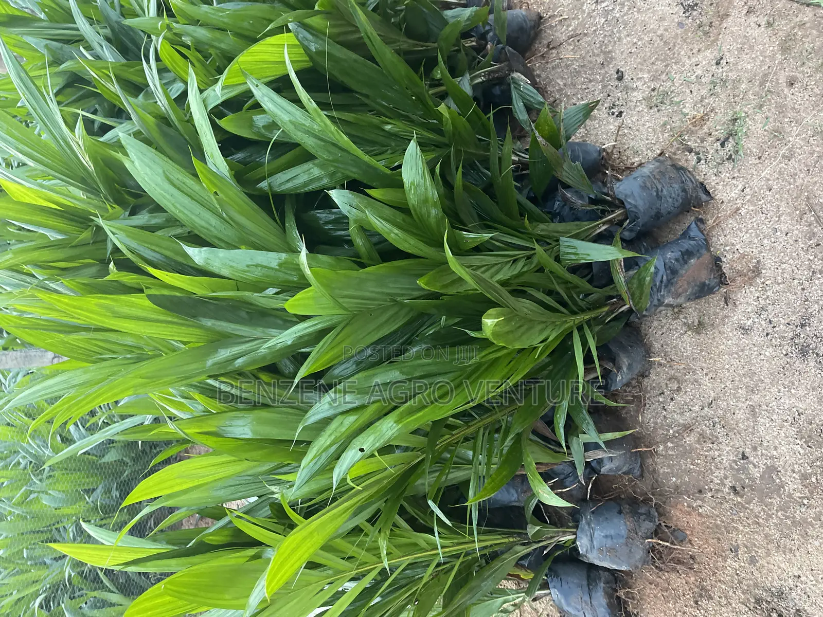 Palm Seedling