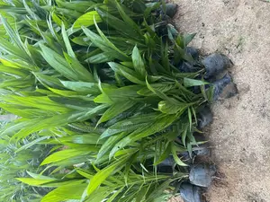 Palm Seedling