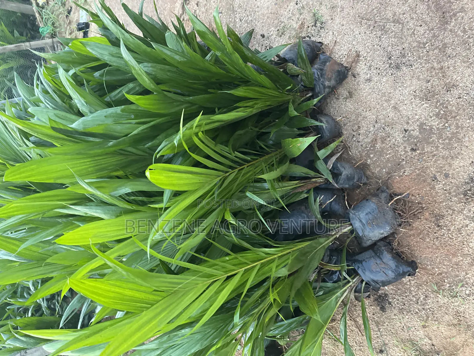 Palm Seedling