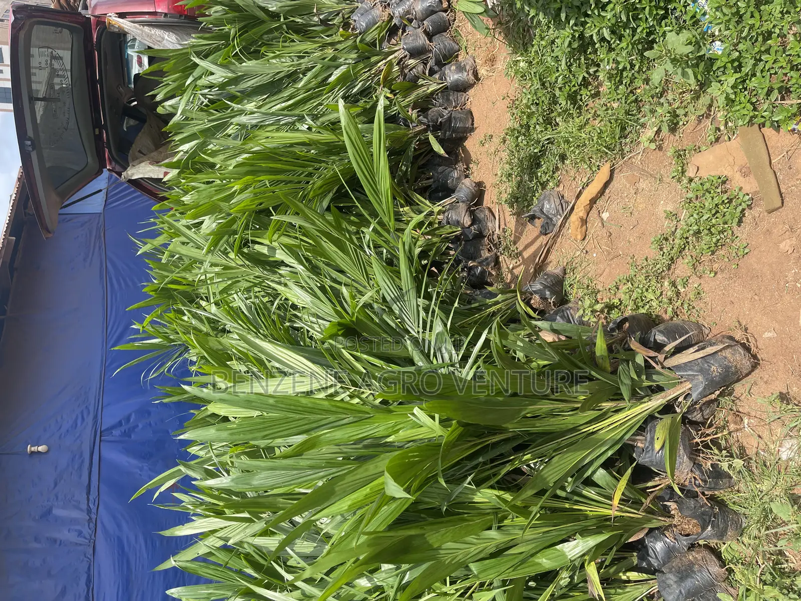 Palm Seedling