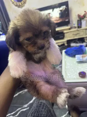 1-3 months Female Purebred Lhasa Apso