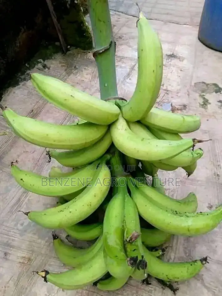 Plantain Sucker