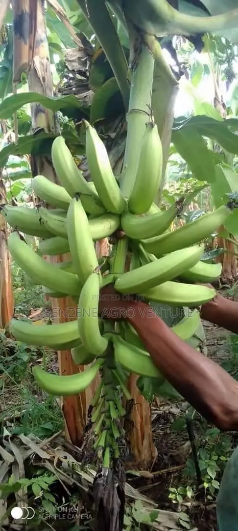 Plantain Sucker