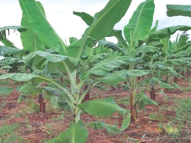 Plantain Sucker
