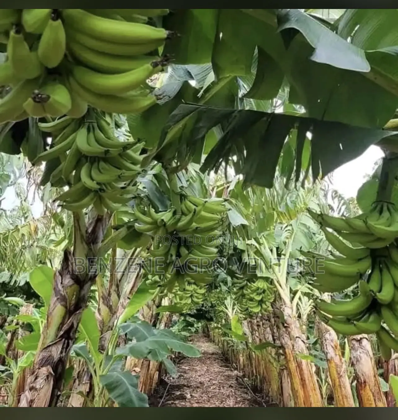 Plantain Sucker