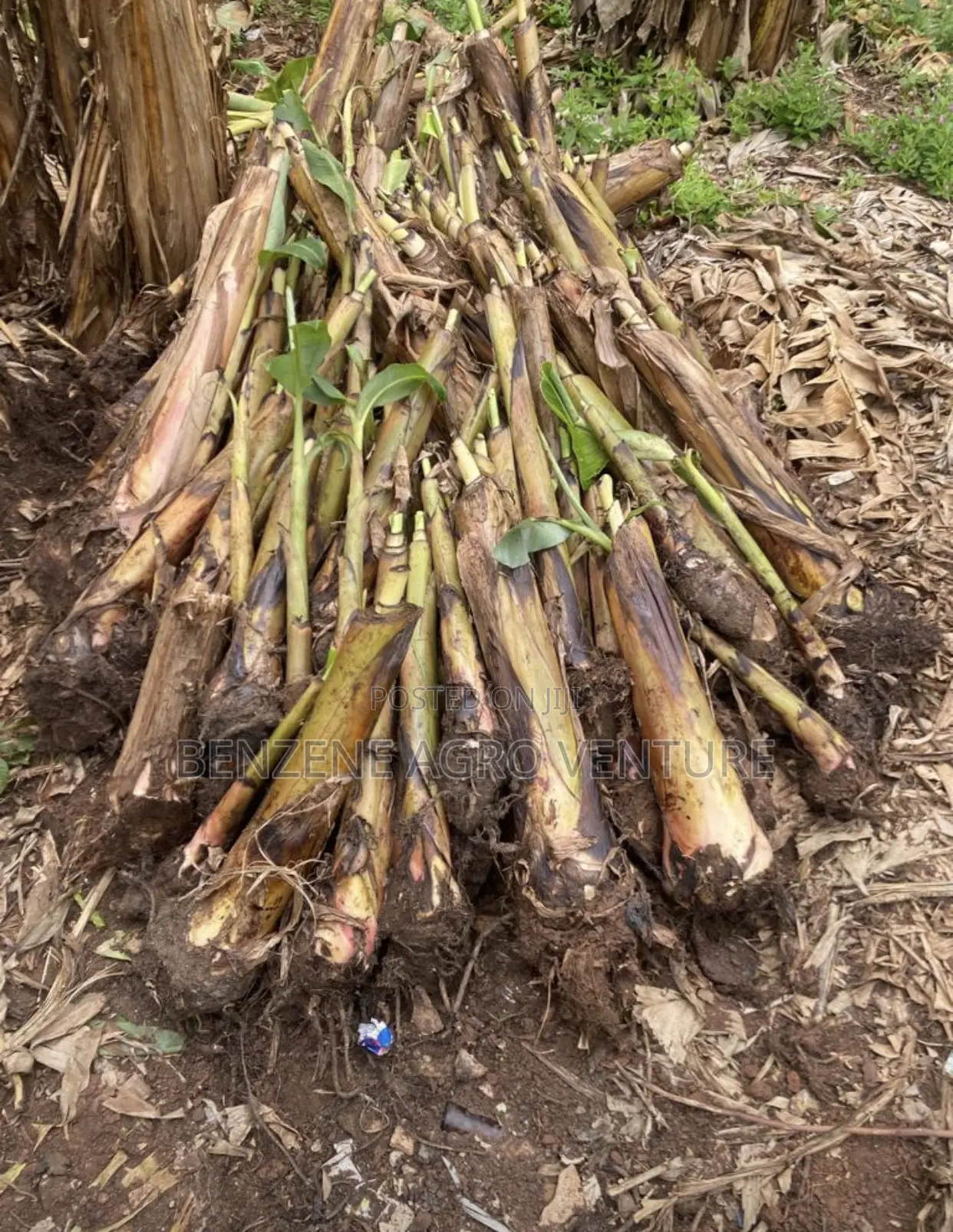 Plantain Sucker