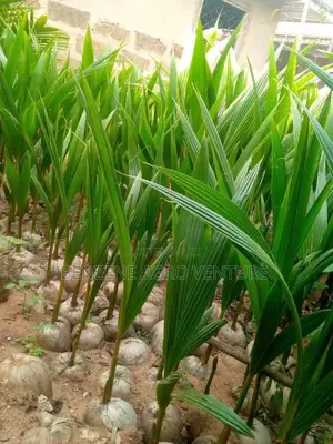 Coconut Seedling