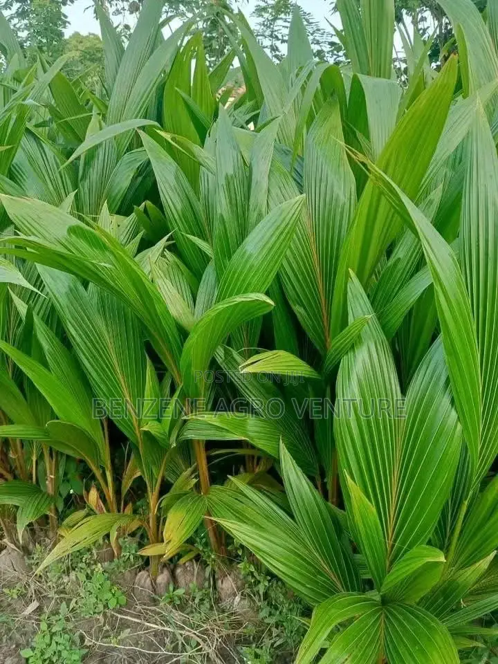 Coconut Seedling