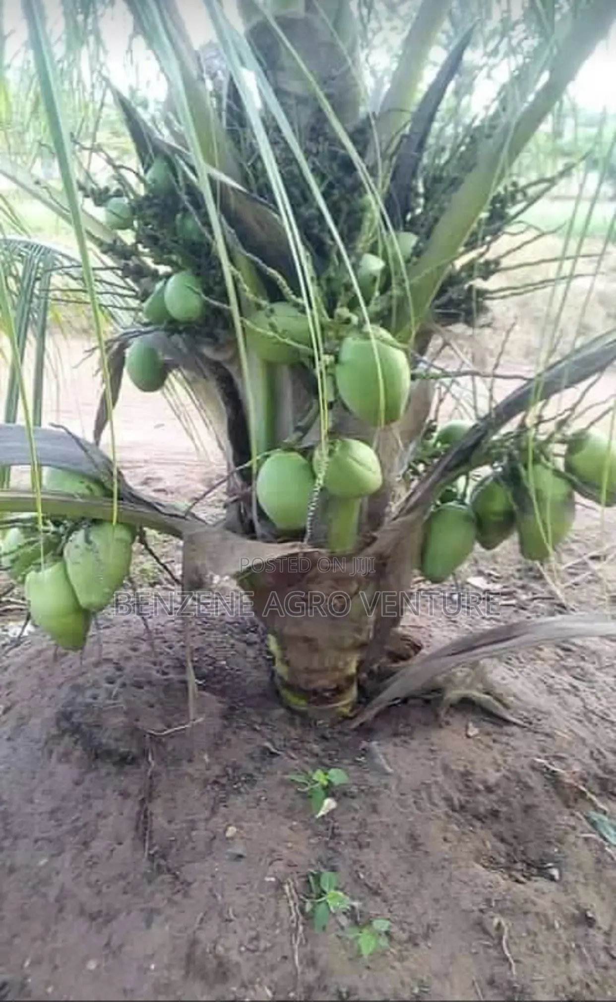 Coconut Seedling