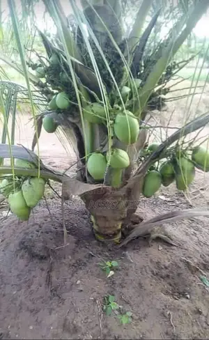 Coconut Seedling