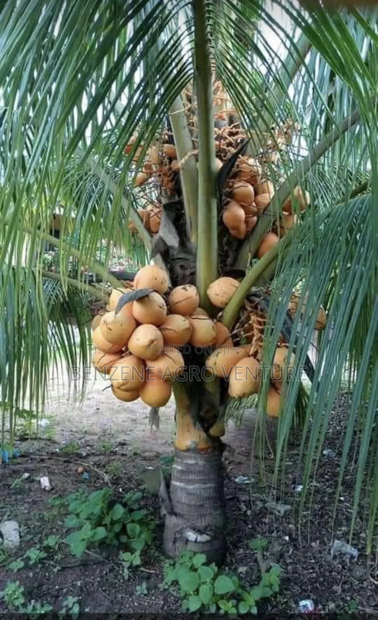 Coconut Seedling