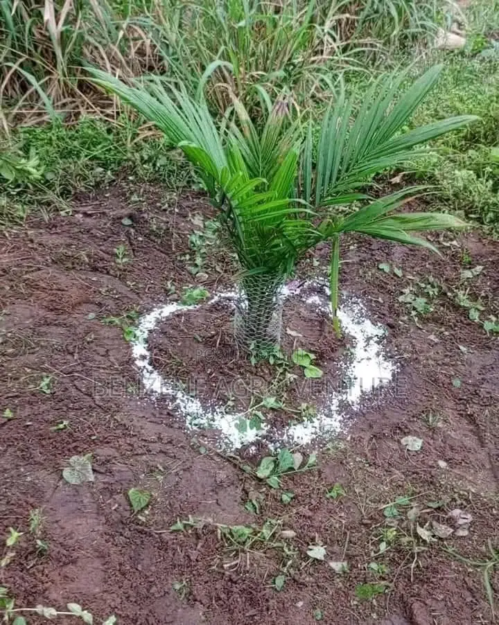 Npk Fertilizer