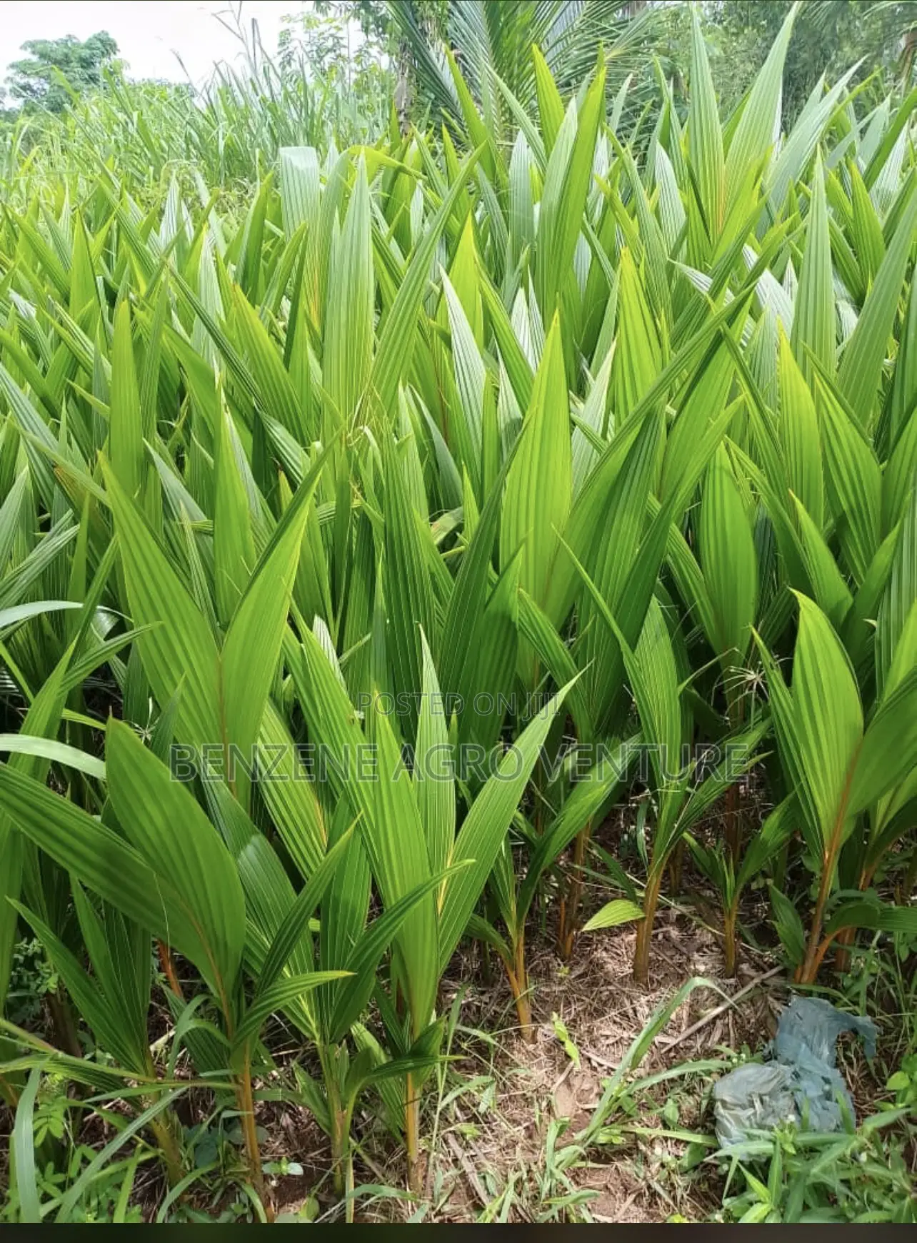Palm Seedling
