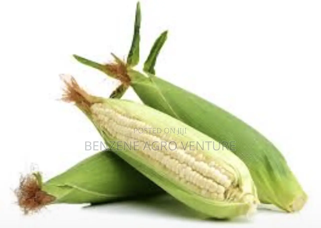 Premier Maize Seed