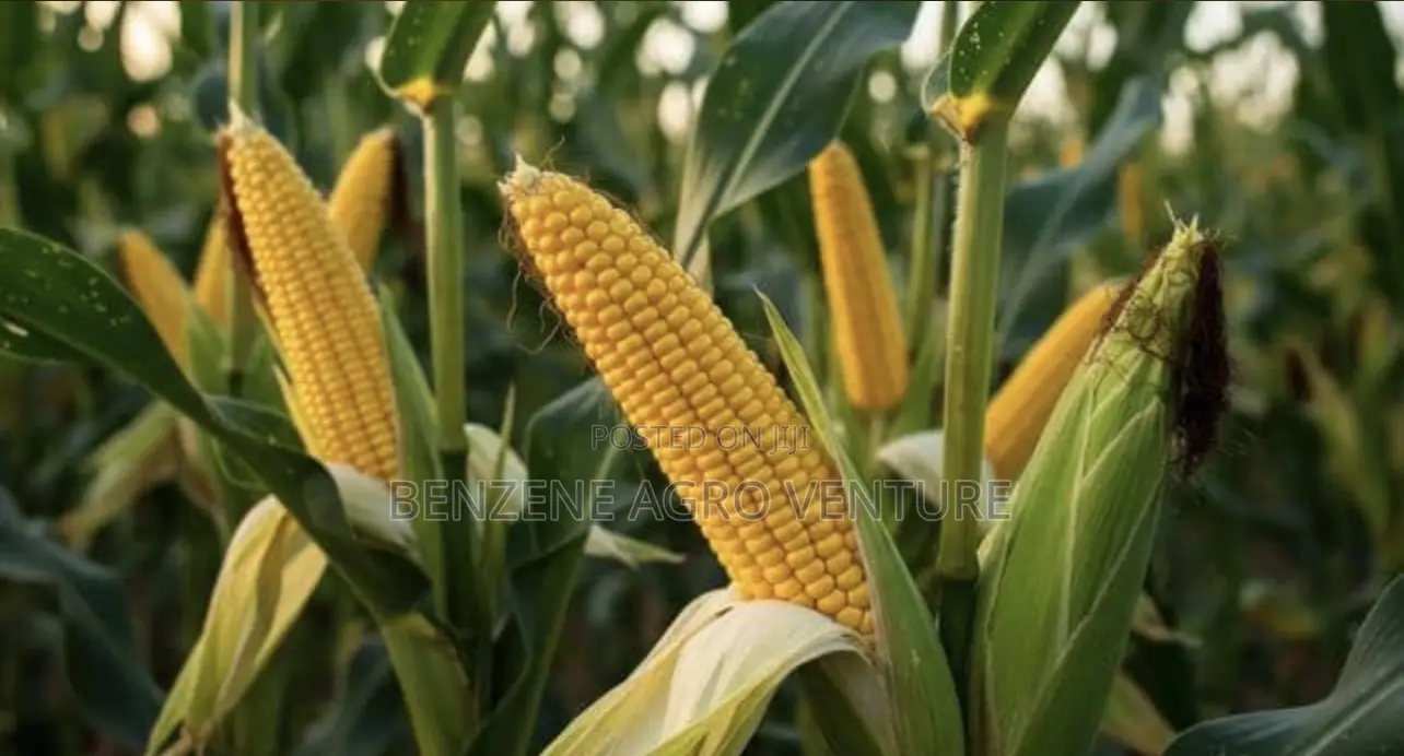 Premier Maize Seed