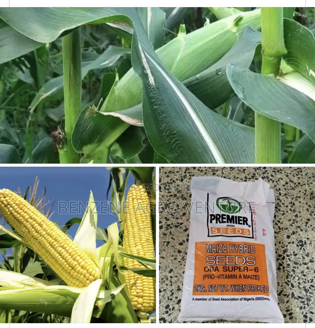 Premier Maize Seed