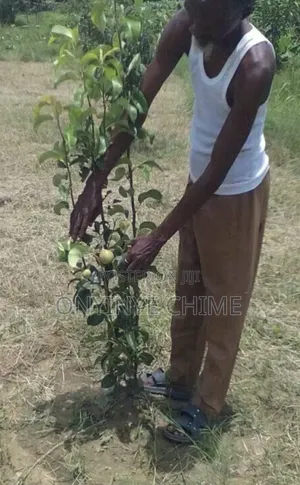 English Pear Seedling