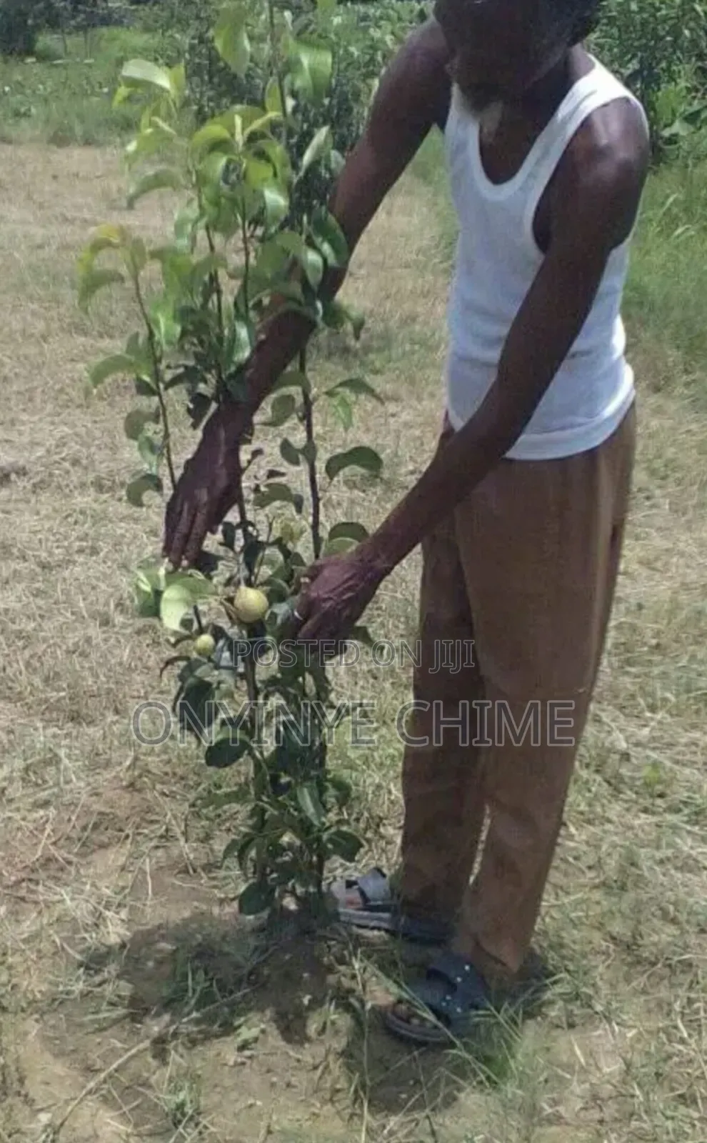 English Pear Seedling