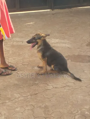 3-6 months Male Purebred German Shepherd