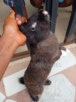 Farm Animal