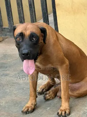 1+ year Male Purebred Boerboel