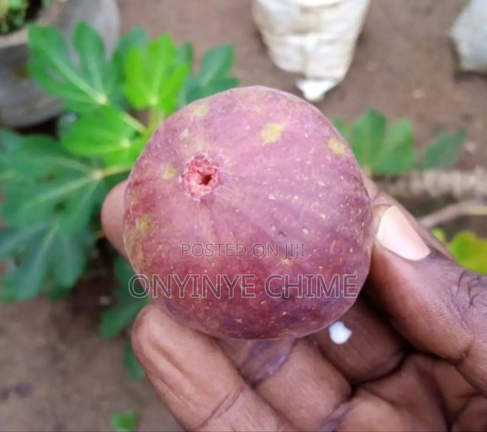 Fig Seedlings